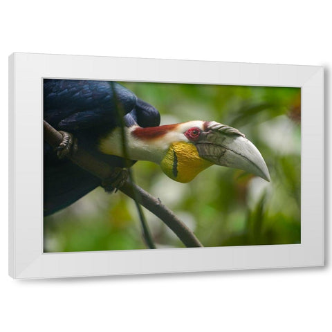 Wreathed Hornbill Malaysia I White Modern Wood Framed Art Print by Fitzharris, Tim