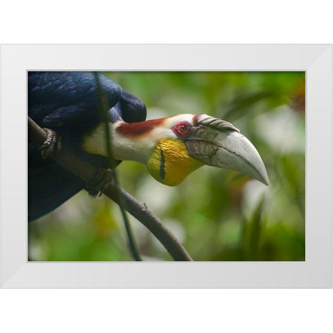 Wreathed Hornbill Malaysia I White Modern Wood Framed Art Print by Fitzharris, Tim