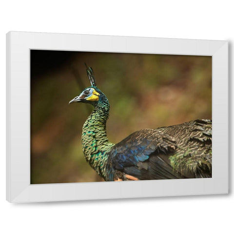 Peacock V White Modern Wood Framed Art Print by Fitzharris, Tim