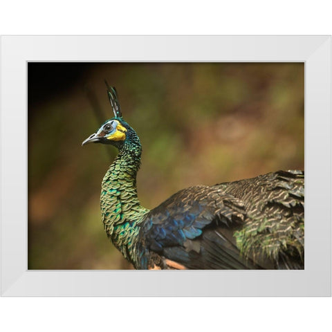 Peacock V White Modern Wood Framed Art Print by Fitzharris, Tim