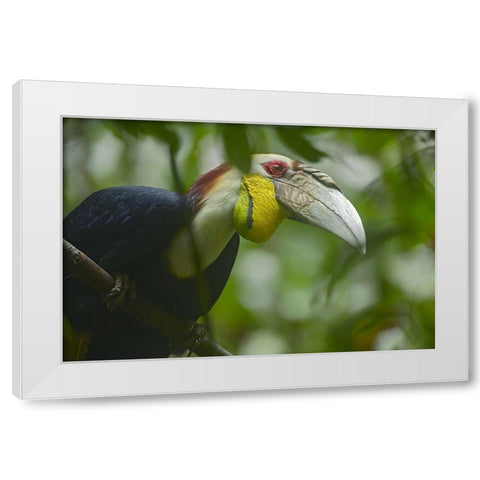 Wreathed Hornbill Malaysia III White Modern Wood Framed Art Print by Fitzharris, Tim