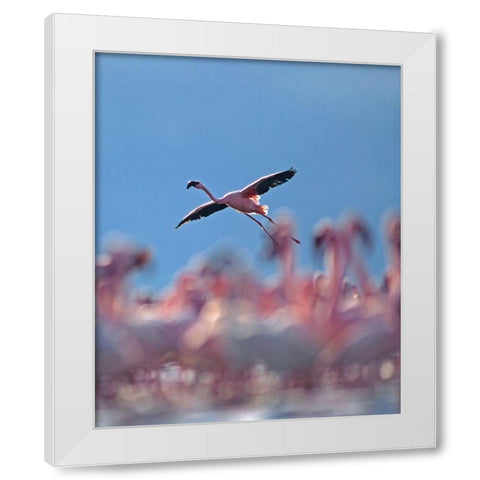 Lesser Flamingo White Modern Wood Framed Art Print by Fitzharris, Tim