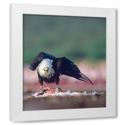 Fish Eagle White Modern Wood Framed Art Print by Fitzharris, Tim