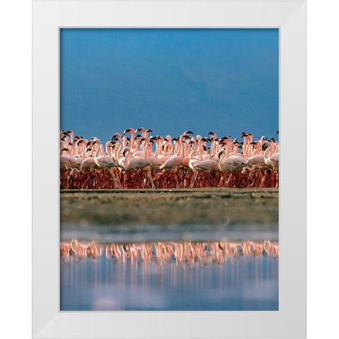 Lesser Flamingos over Lake Magadi Kenya White Modern Wood Framed Art Print by Fitzharris, Tim