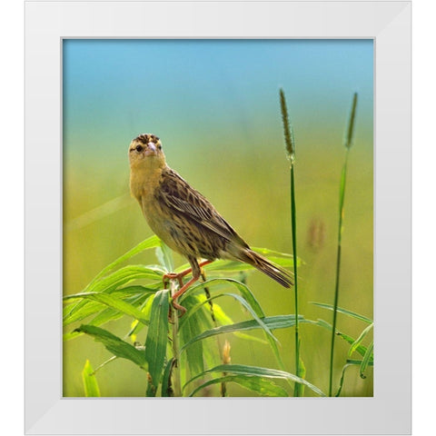 Bobolink Female in Summer Meadow I White Modern Wood Framed Art Print by Fitzharris, Tim