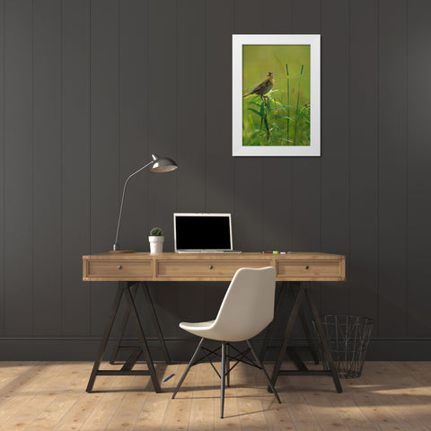 Bobolink Female in Summer Meadow II White Modern Wood Framed Art Print by Fitzharris, Tim