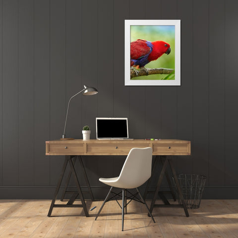 Eclectus Parrot Female White Modern Wood Framed Art Print by Fitzharris, Tim