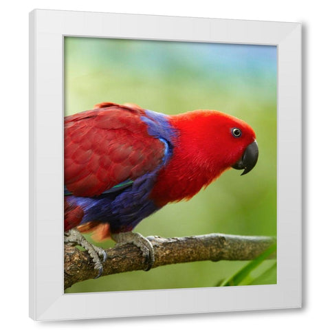 Eclectus Parrot Female White Modern Wood Framed Art Print by Fitzharris, Tim