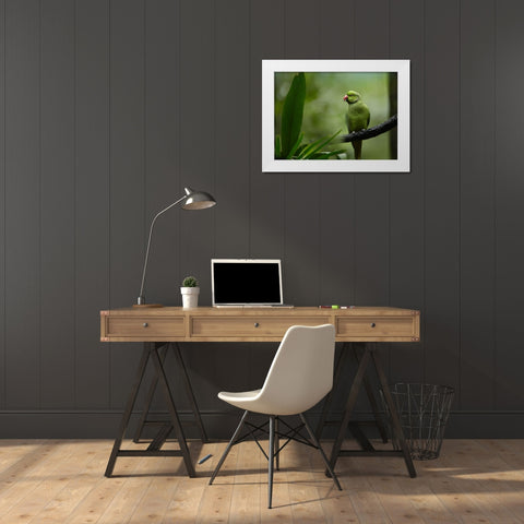 Indian Rose-ringed Parakeet I White Modern Wood Framed Art Print by Fitzharris, Tim