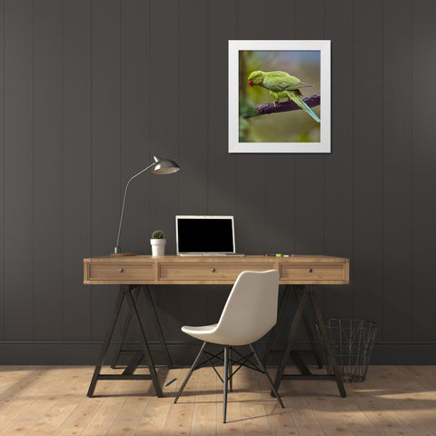 Indian Rose-ringed Parakeet II White Modern Wood Framed Art Print by Fitzharris, Tim