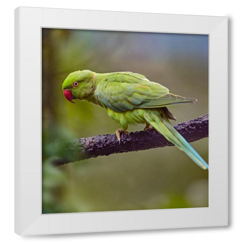 Indian Rose-ringed Parakeet II White Modern Wood Framed Art Print by Fitzharris, Tim