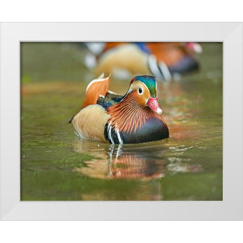 Mandarin Duck Male I White Modern Wood Framed Art Print by Fitzharris, Tim