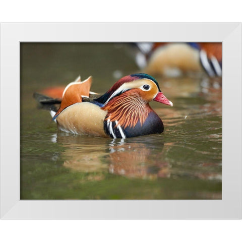 Mandarin Duck Male II White Modern Wood Framed Art Print by Fitzharris, Tim