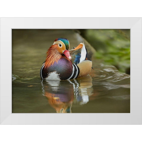 Mandarin Duck Male IV White Modern Wood Framed Art Print by Fitzharris, Tim