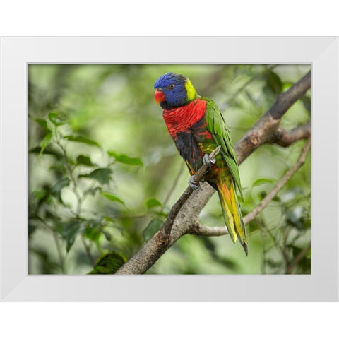 Rainbow Lory Green Naped Lory White Modern Wood Framed Art Print by Fitzharris, Tim