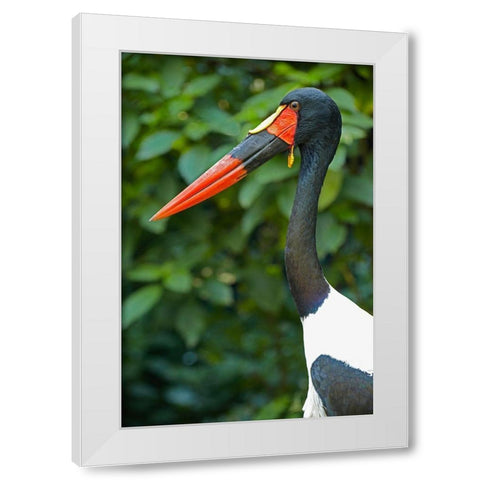 Saddle-billed Stork-Kenya III White Modern Wood Framed Art Print by Fitzharris, Tim