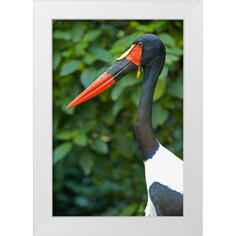 Saddle-billed Stork-Kenya III White Modern Wood Framed Art Print by Fitzharris, Tim