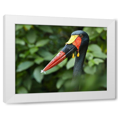 Saddle-billed Stork-Kenya IV White Modern Wood Framed Art Print by Fitzharris, Tim