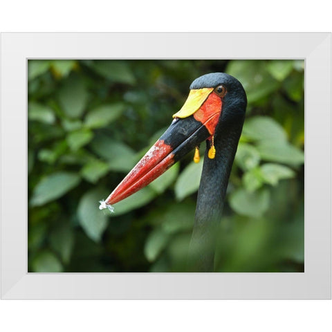 Saddle-billed Stork-Kenya IV White Modern Wood Framed Art Print by Fitzharris, Tim