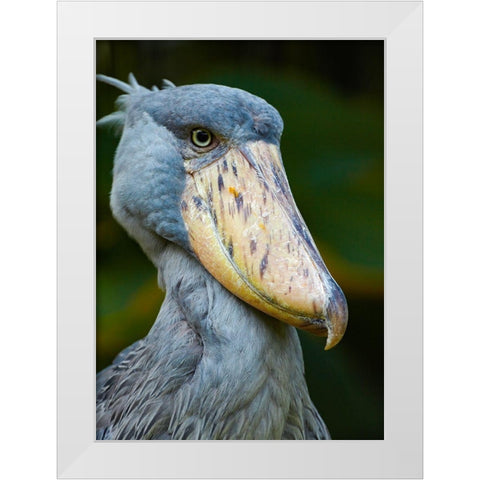 Shoe-billed Stork II White Modern Wood Framed Art Print by Fitzharris, Tim