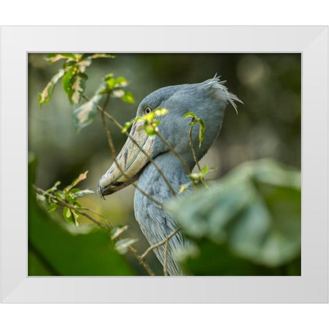 Shoe-billed Stork III White Modern Wood Framed Art Print by Fitzharris, Tim