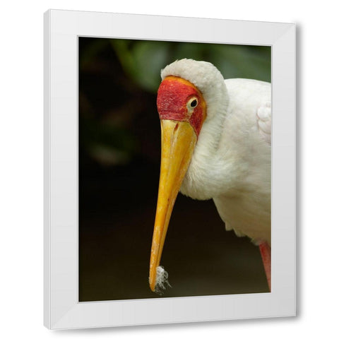 Yellow-billed Stork White Modern Wood Framed Art Print by Fitzharris, Tim