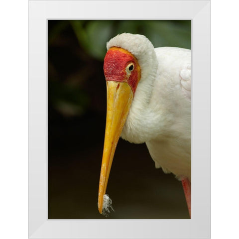 Yellow-billed Stork White Modern Wood Framed Art Print by Fitzharris, Tim