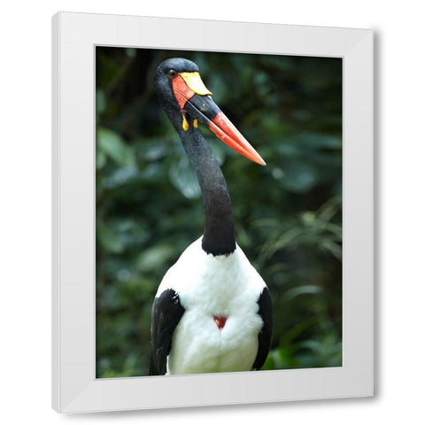 Saddle-billed Stork-Kenya White Modern Wood Framed Art Print by Fitzharris, Tim