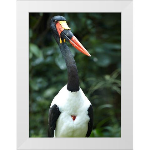 Saddle-billed Stork-Kenya White Modern Wood Framed Art Print by Fitzharris, Tim