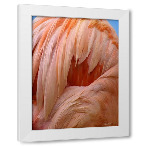 Caribbean Greater Flamingo Close-up of Back White Modern Wood Framed Art Print by Fitzharris, Tim