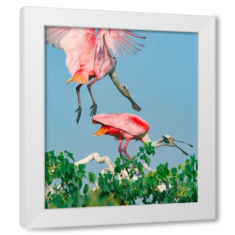 Roseate Spoonbills-HIgh Island-Texas USA White Modern Wood Framed Art Print by Fitzharris, Tim