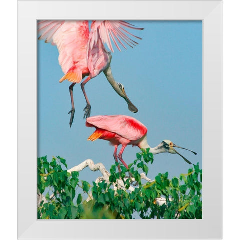 Roseate Spoonbills-HIgh Island-Texas USA White Modern Wood Framed Art Print by Fitzharris, Tim