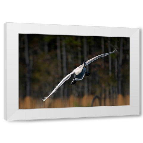 Trumpeter Swan-Arkansas I White Modern Wood Framed Art Print by Fitzharris, Tim