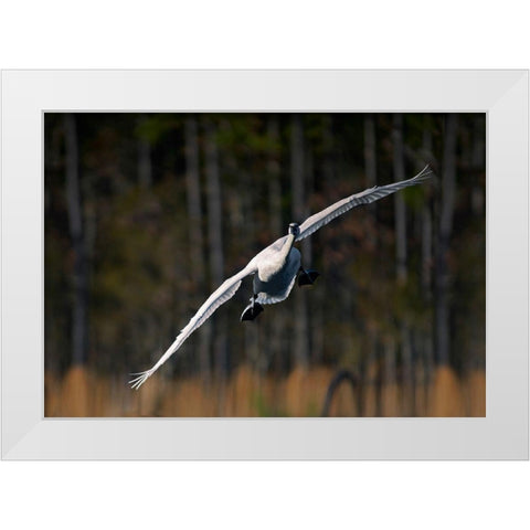 Trumpeter Swan-Arkansas I White Modern Wood Framed Art Print by Fitzharris, Tim