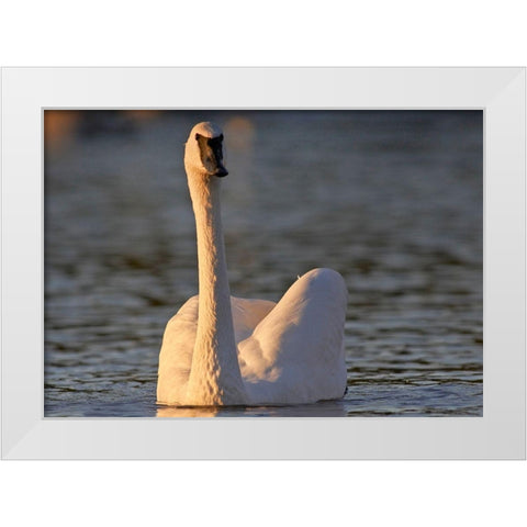 Trumpeter Swan-Arkansas II White Modern Wood Framed Art Print by Fitzharris, Tim