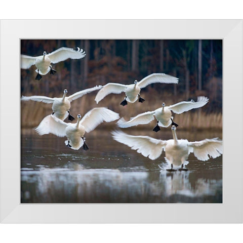 Trumpeter Swans Landing on Magness Lake-Arkansas I White Modern Wood Framed Art Print by Fitzharris, Tim