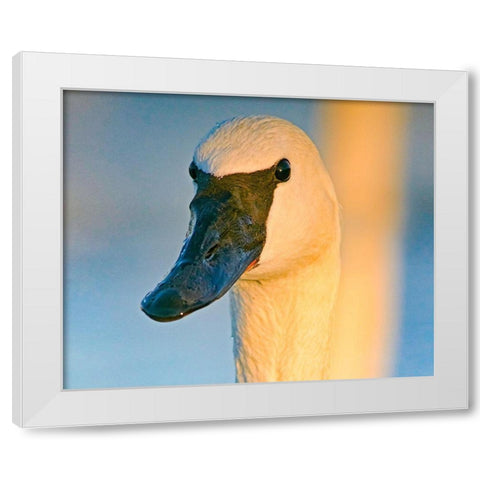 Trumpeter Swan-Magness Lake-Arkansas I White Modern Wood Framed Art Print by Fitzharris, Tim