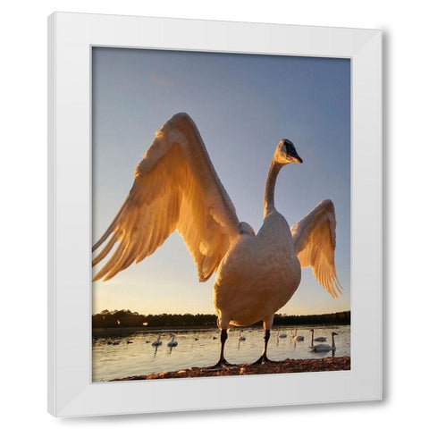 Trumpeter Swan-Magness Lake-Arkansas II White Modern Wood Framed Art Print by Fitzharris, Tim