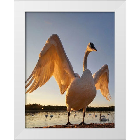 Trumpeter Swan-Magness Lake-Arkansas II White Modern Wood Framed Art Print by Fitzharris, Tim