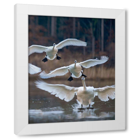 Trumpeter Swans Landing on Magness Lake-Arkansas II White Modern Wood Framed Art Print by Fitzharris, Tim