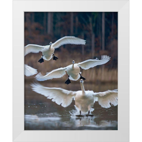 Trumpeter Swans Landing on Magness Lake-Arkansas II White Modern Wood Framed Art Print by Fitzharris, Tim