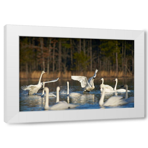 Trumpeter Swans Social Behaviour-Magness Lake-Arkansas White Modern Wood Framed Art Print by Fitzharris, Tim