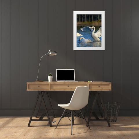 Trumpeter Swans Pair-Arkansas White Modern Wood Framed Art Print by Fitzharris, Tim