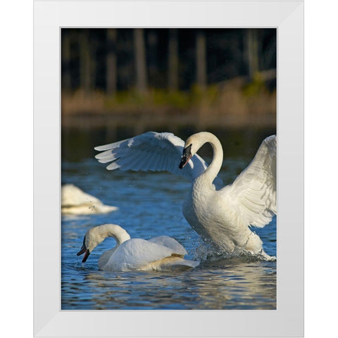 Trumpeter Swans Pair-Arkansas White Modern Wood Framed Art Print by Fitzharris, Tim