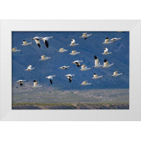 Snow Geese-Bosque del Apache National Wildlife Refuge-New Mexico II White Modern Wood Framed Art Print by Fitzharris, Tim