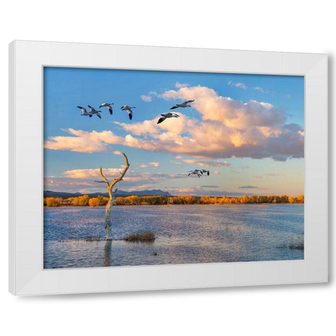 Snow Geese-Bosque del Apache National Wildlife Refuge-New Mexico II White Modern Wood Framed Art Print by Fitzharris, Tim