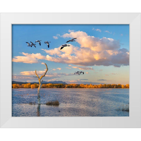 Snow Geese-Bosque del Apache National Wildlife Refuge-New Mexico II White Modern Wood Framed Art Print by Fitzharris, Tim