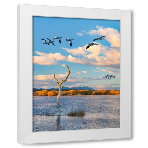 Snow Geese-Bosque del Apache National Wildlife Refuge-New Mexico III White Modern Wood Framed Art Print by Fitzharris, Tim