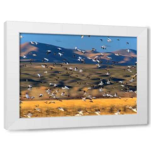 Snow Geese and Sandhill Cranes-Bosque del Apache National Wildlife Refuge-New Mexico White Modern Wood Framed Art Print by Fitzharris, Tim