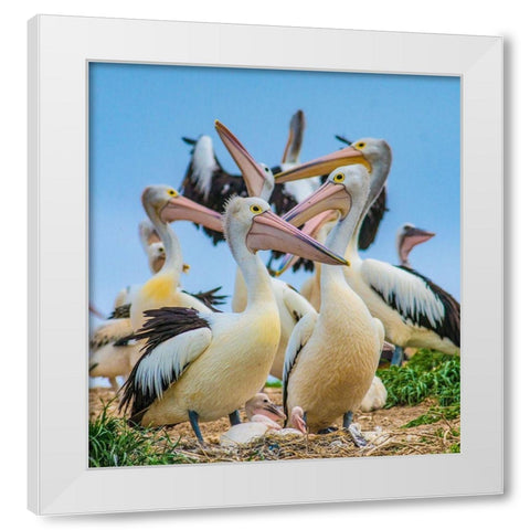 Australian Pelican Colony-Penguin Island-Australia I White Modern Wood Framed Art Print by Fitzharris, Tim